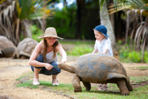 Feeding Giant Turtle